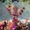 Agenda Solo: Pawai Pembangunan di #KotaSolo Event Solo: Pawai Pembangunan di #KotaSolo